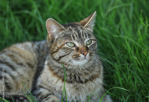 Wallpaper Mural Striped cat on the lawn Torontodigital.ca