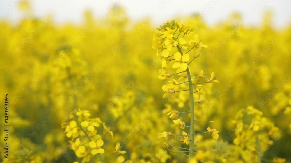 Blooming canola field. Rapeseed on the field. Full HD video footage 1080p Blooming canola field. Rapeseed on the field. Full HD video footage 1080p