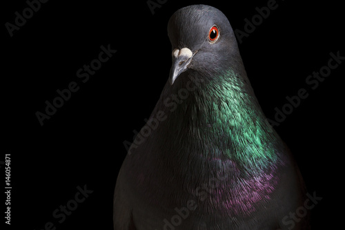 pigeon feathers and clean with beautiful eyes on a black background