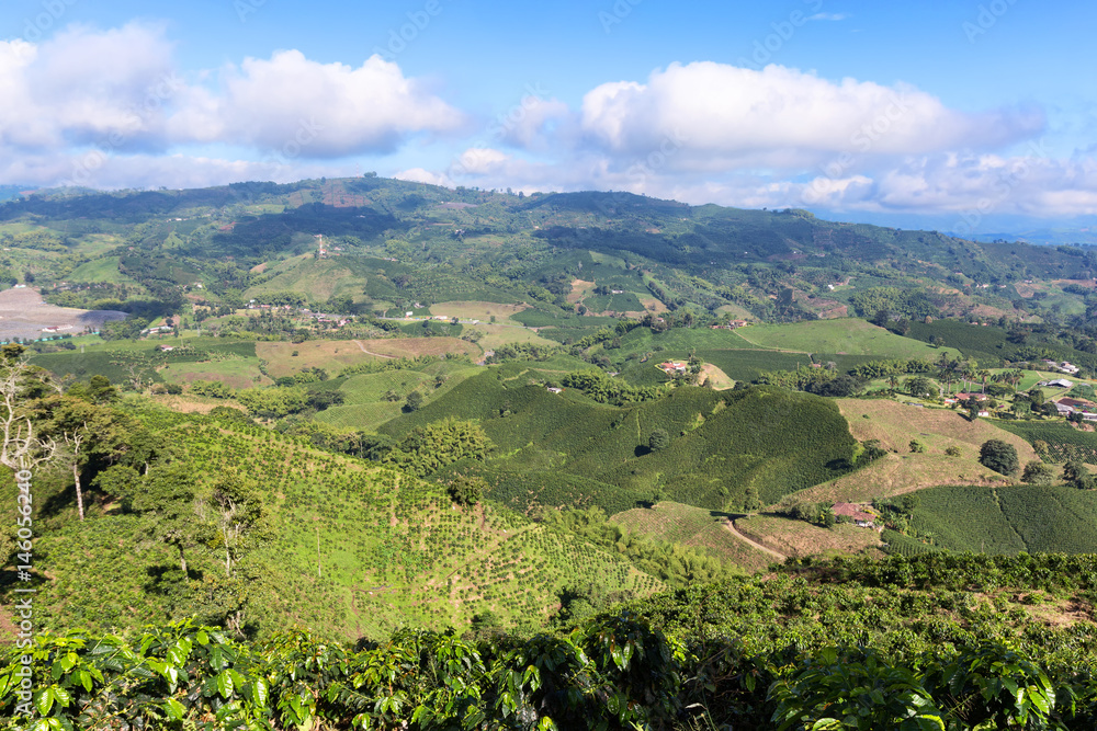 Coffee trees fade into the distance on a mountain in Chinchina, Colombia.