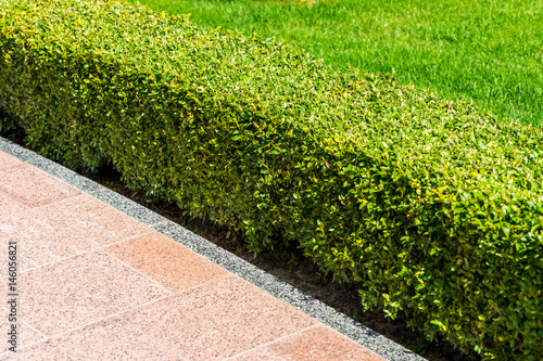 Foto Trimmed bush path in the landscape design