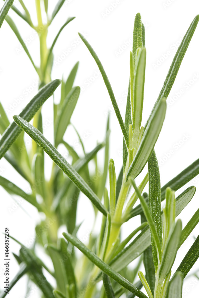 Obraz premium Kräuter