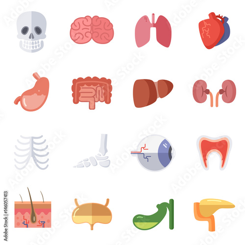 Male and female anatomy. Vector illustration set of human organs