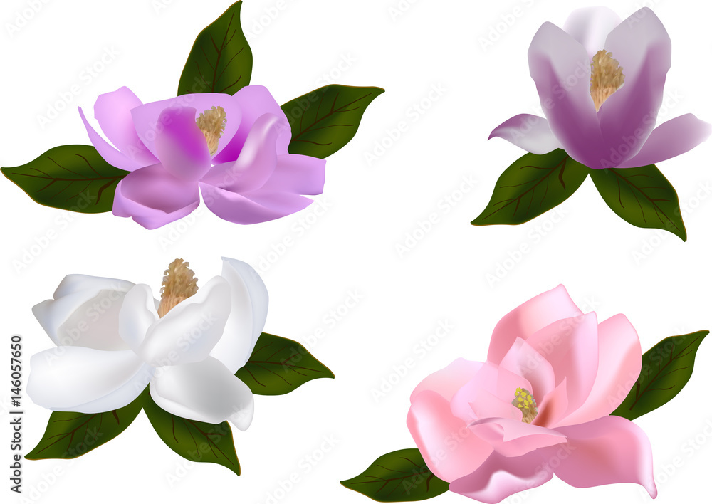 Obraz premium set of four magnolia flowers on white background