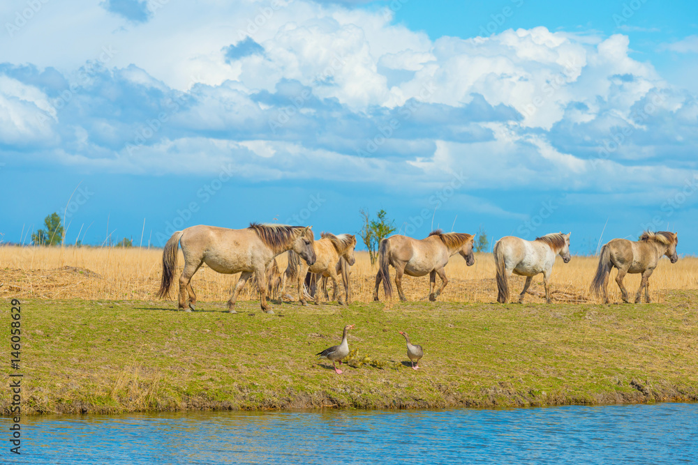 Obraz premium Horses along the shore of a lake in spring