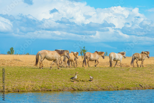 Horses along the shore of a lake in spring
