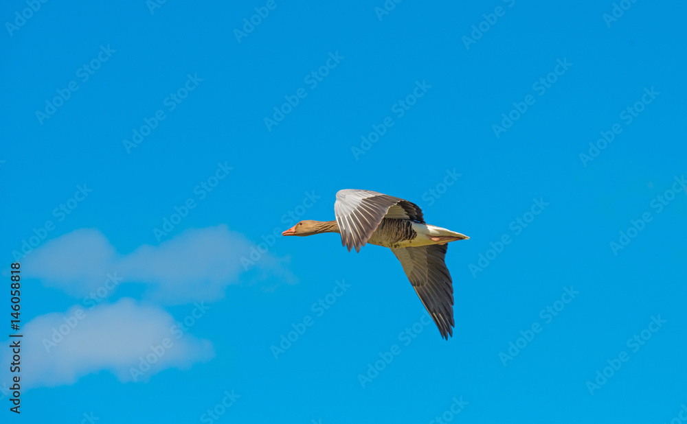 Obraz premium Goose flying in a blue cloudy sky in spring 