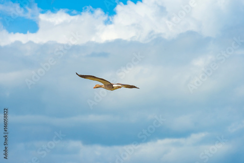 Goose flying in a blue cloudy sky in spring
