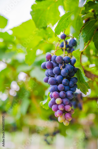 vineyard with ripe grapes in countryside Soft-focus image and filter lens flare