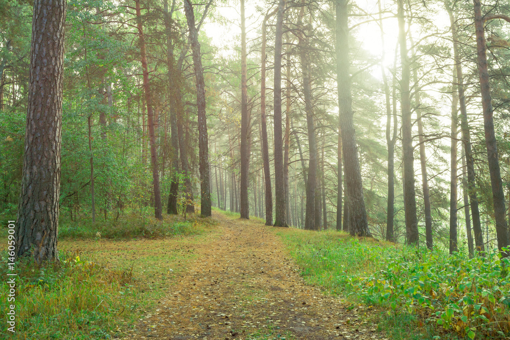 Fototapeta premium Country road in beautifull foggy forest. Beautiful forest after rain.
