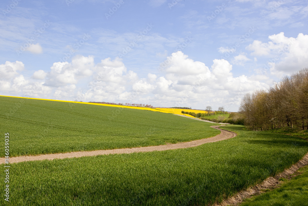Fototapeta premium wheat fields and woodland