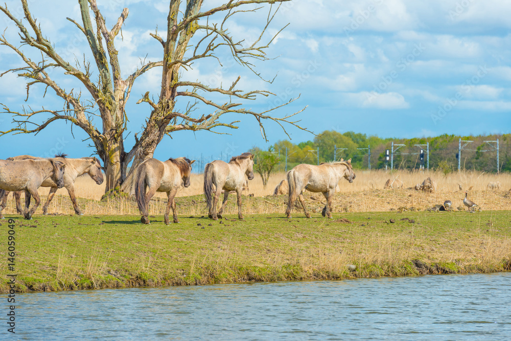 Obraz premium Horses along the shore of a lake in spring