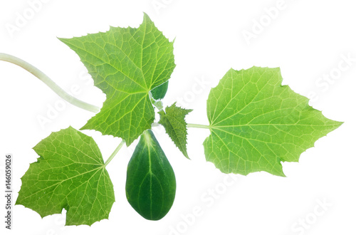 cucumber green plant isolated on white