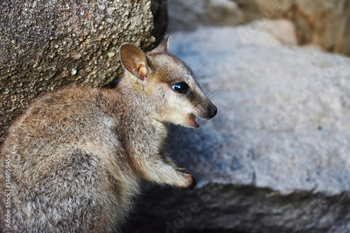 Photography Happy rock wallaby joey