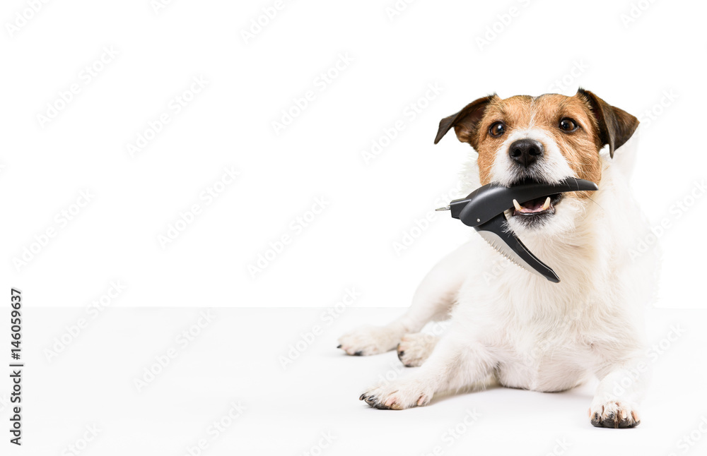 Dog holding nail clipper in mouth needs nails trimming