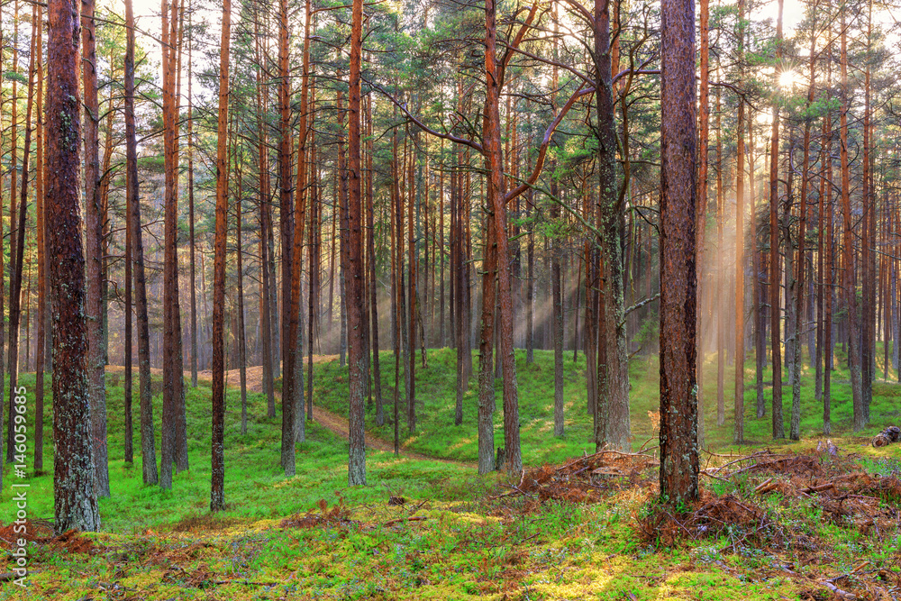 Fototapeta premium Beautiful nature at morning in the misty spring forest with sun rays Magic spring forest with sun rays