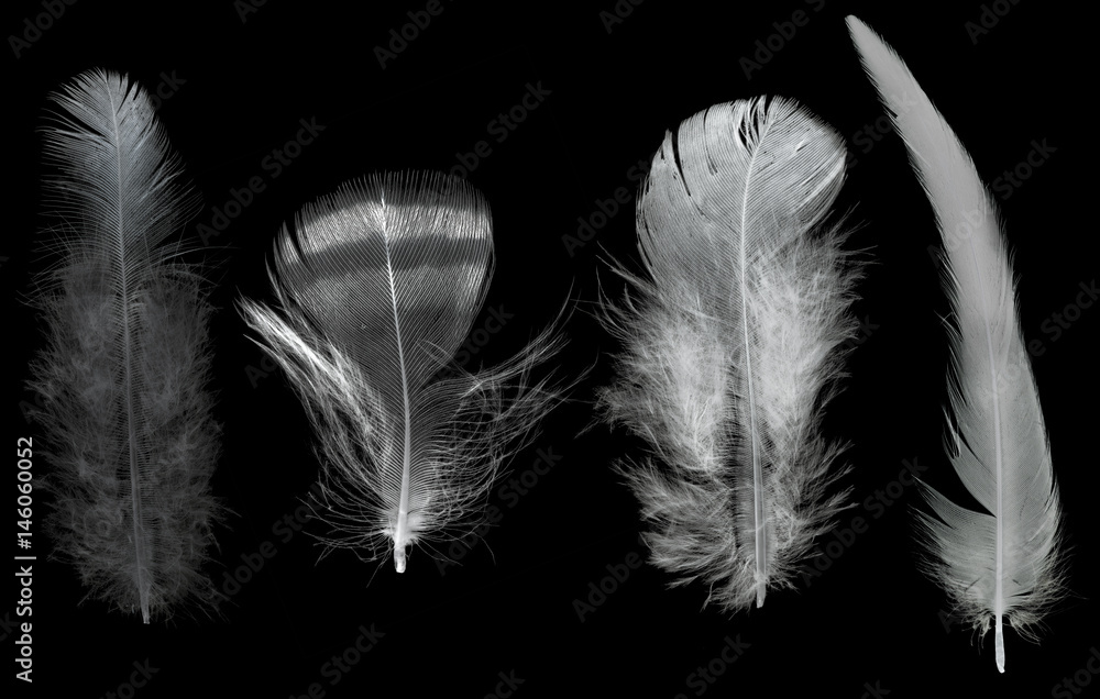 Obraz premium four light feathers isolated on black