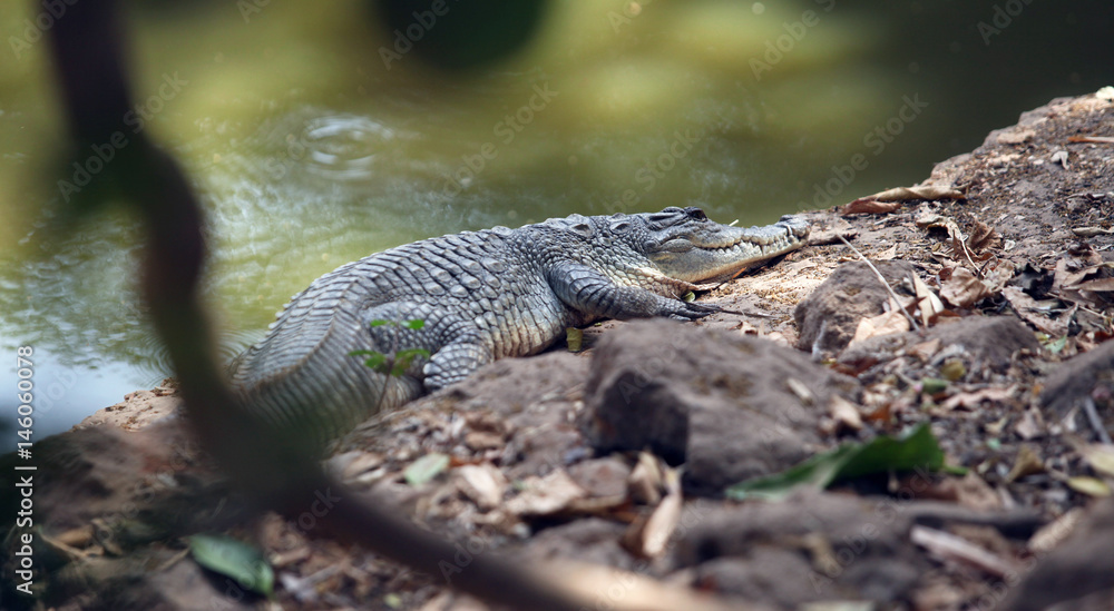 Fototapeta premium crocodile by the pond