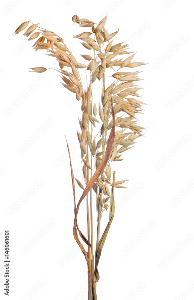 isolated on white light dry ears of oat isolated on white light dry ears of oat