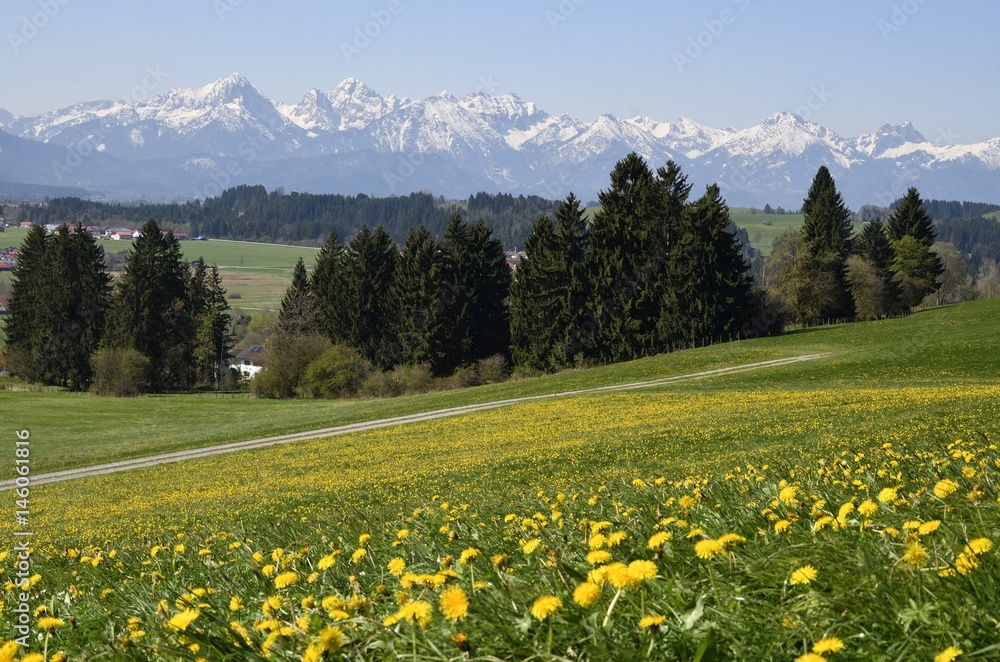 Frühlingswiese vor Tannheimer Alpen