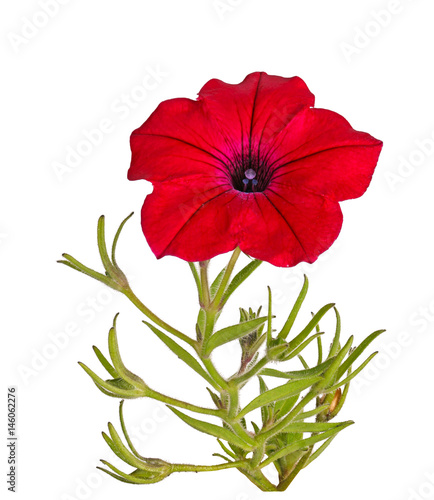Stem with a red Petunia flower isolated on white