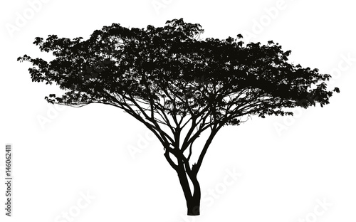 Big tree silhouette : vector