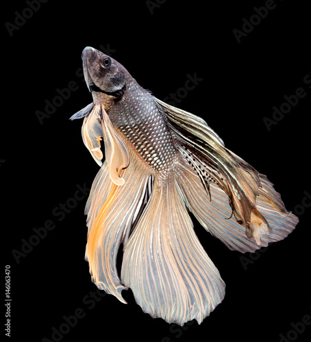 Fototapeta Naklejka Na Ścianę i Meble -  Betta fish, siamese fighting fish, betta splendens isolated on black background