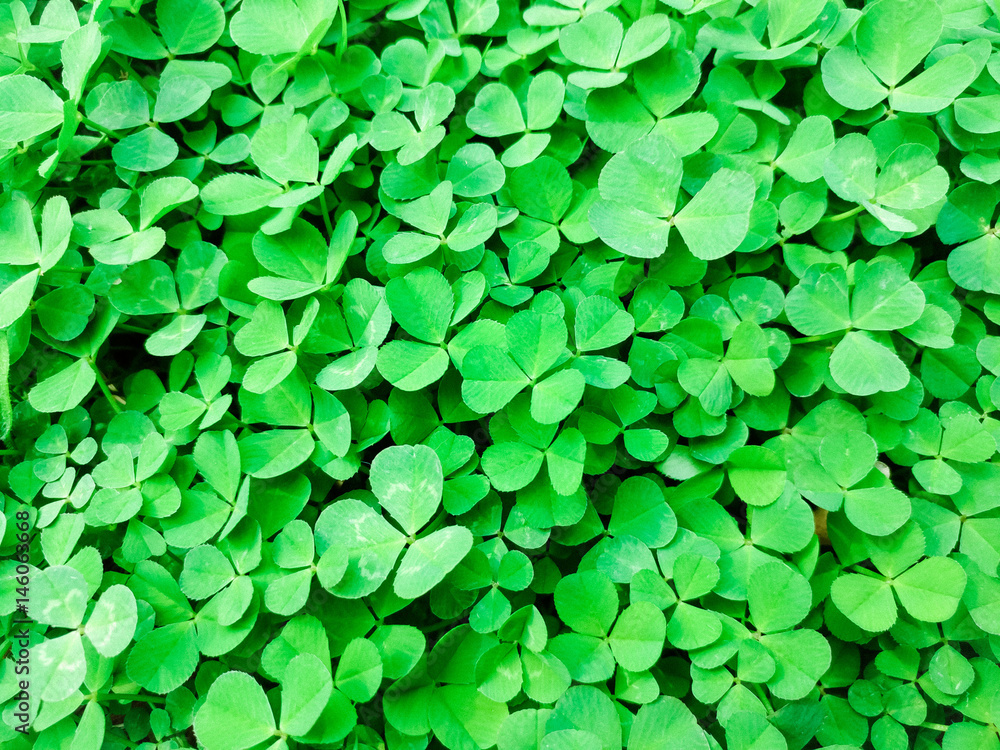 Green three leaf clovers. good luck symbols of beautiful and cute Green three leaf clovers. good luck symbols of beautiful and cute