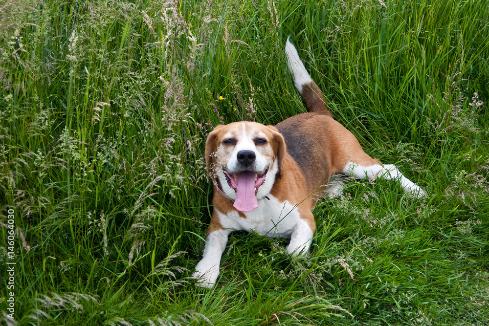 Ziejący zmęczony pies rasy beagle leżący w trawie.