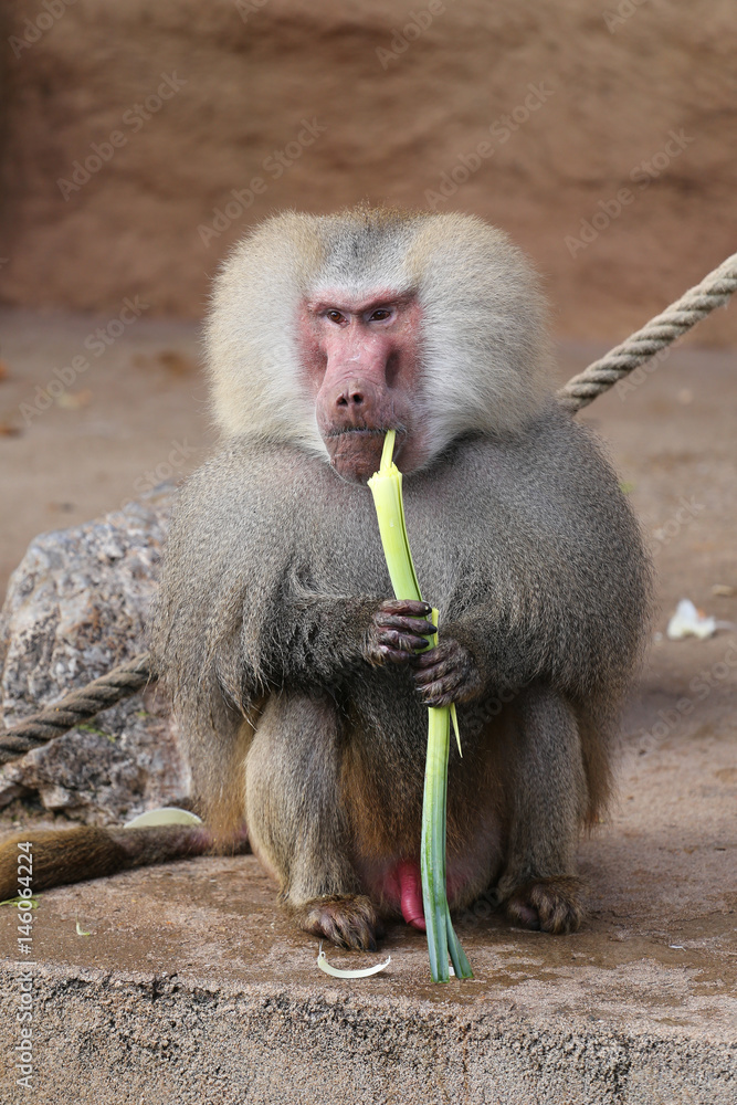 Obraz premium Mantelpavian