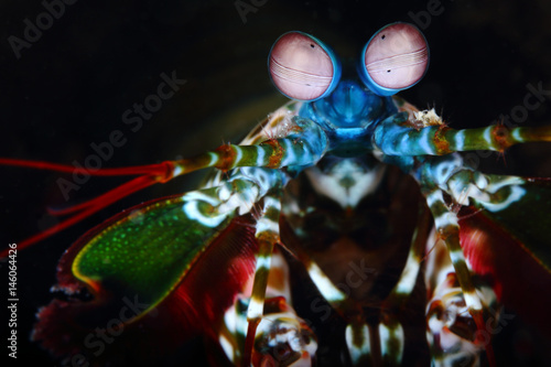 Peacock mantis shrimp . Pulau Weh , Indonesia