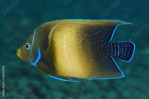 Semicircle Angelfish . Pulau Weh , Indonesia © 22August