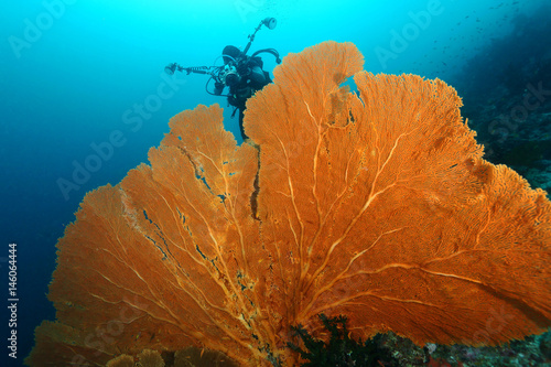 Scuba Divers swimming over the big gorgonian. Batee Tokong . Pulau Weh , Indonesia photo