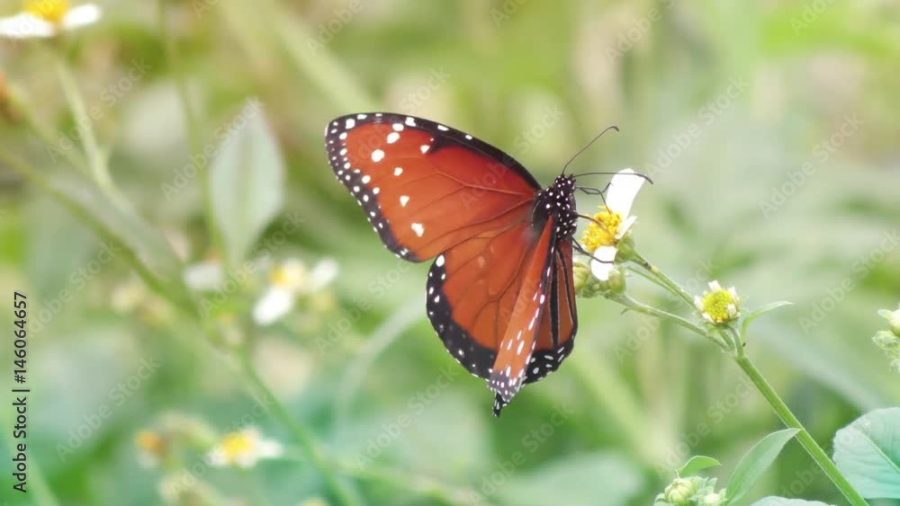 Queen butterfly on a flower Queen butterfly on a flower
