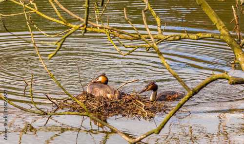 A pair of Great Crested Grebe's busy nest building at Worthington Lakes near Standish, Lancashire, UK photo