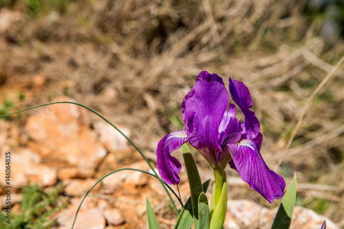 Fototapeta Naklejka Na Ścianę i Meble -  Blommande iris