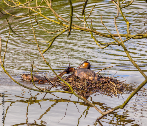 A pair of Great Crested Grebe's busy nest building at Worthington Lakes near Standish, Lancashire, UK photo