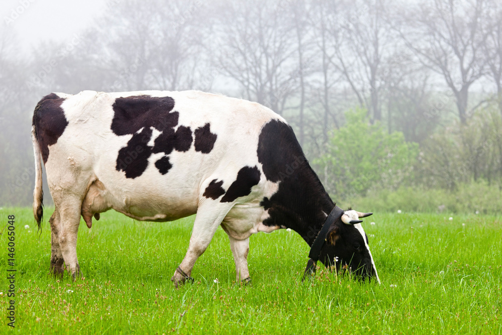 Cow With White And Black Patterns