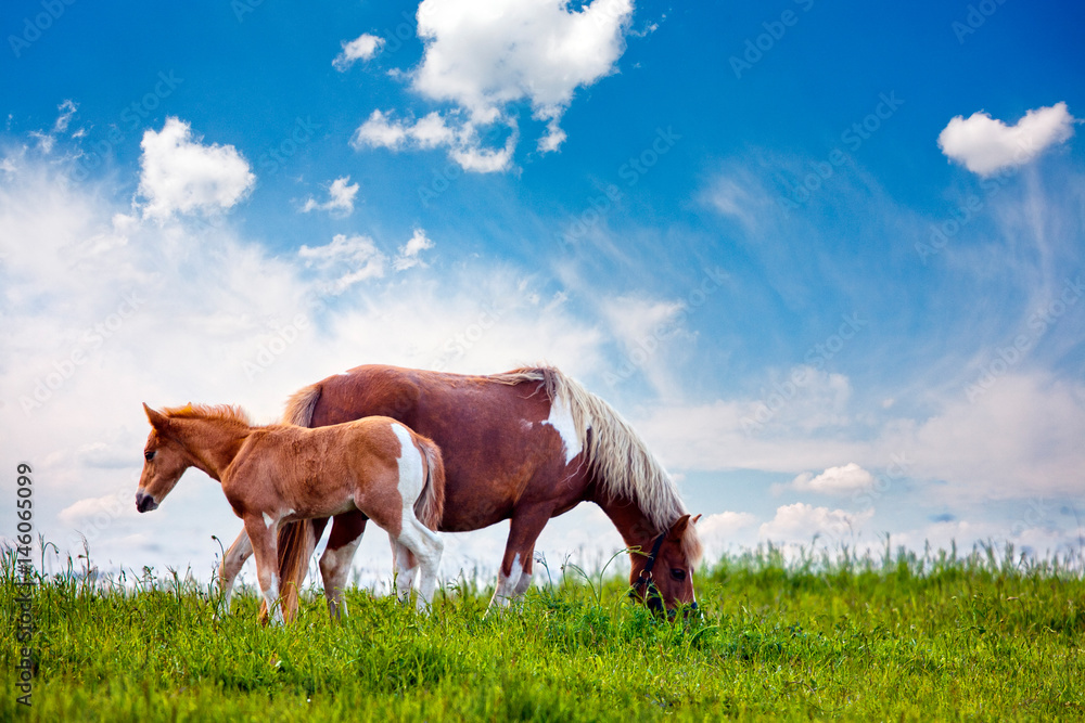 Obraz premium Father and Son Horses