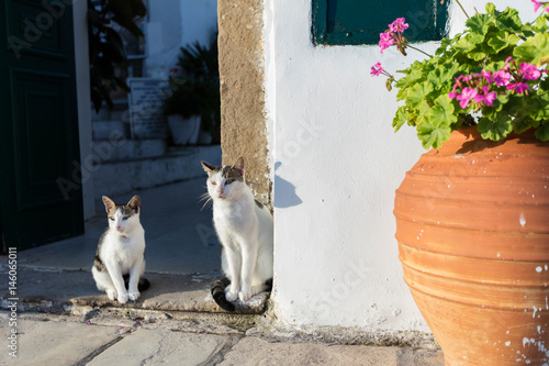 Fototapeta Naklejka Na Ścianę i Meble -  Two street cats at the door