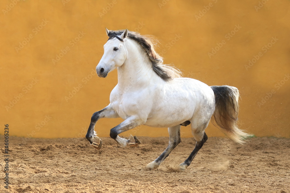 Fototapeta premium Schimmel mit schwarzer Mähne galoppiert vor gelber Wand