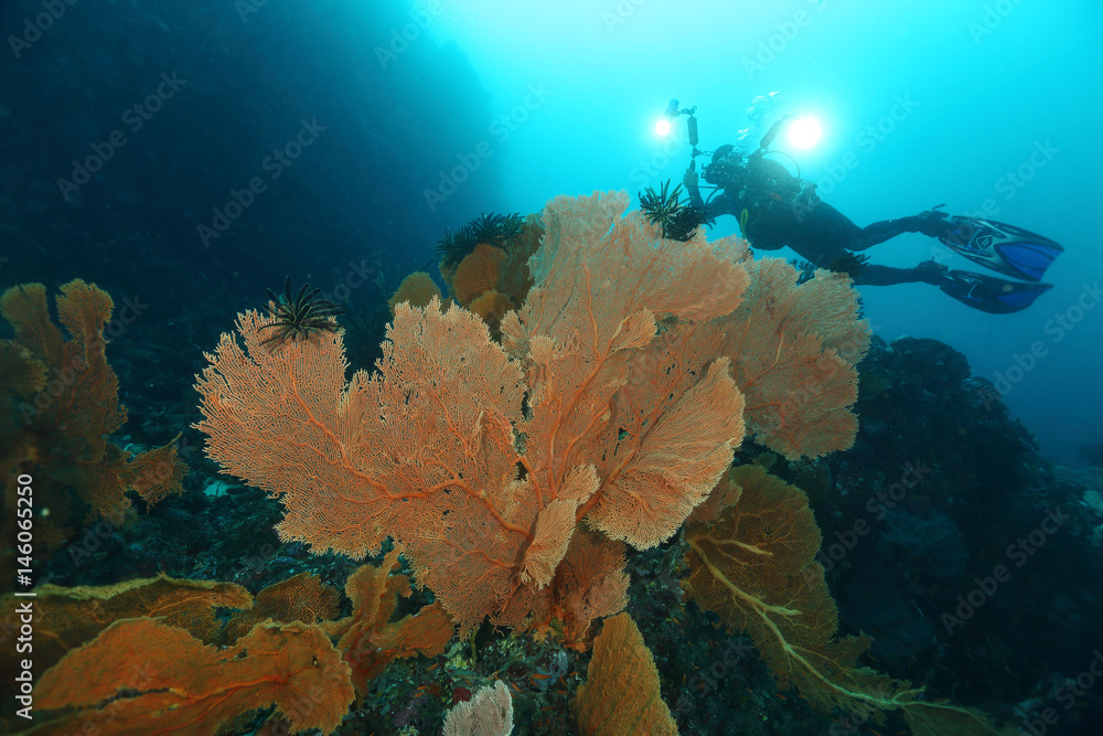 Fototapeta premium Big Gorgonian at underwater world of pulau weh, Indonesia