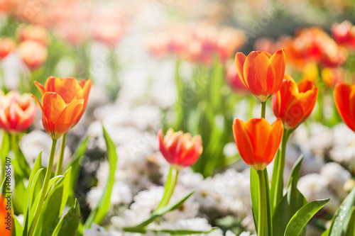 Tulip flower field 