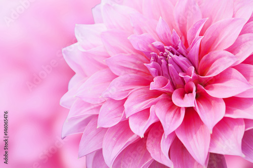 Fototapeta Naklejka Na Ścianę i Meble -  Light pink flower with background 