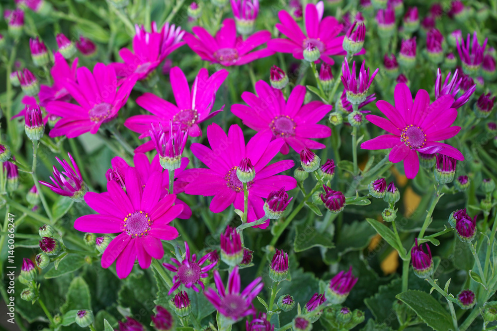 purple red flower blooming in spring season purple red flower blooming in spring season