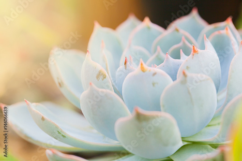 Close up light blue cactus 