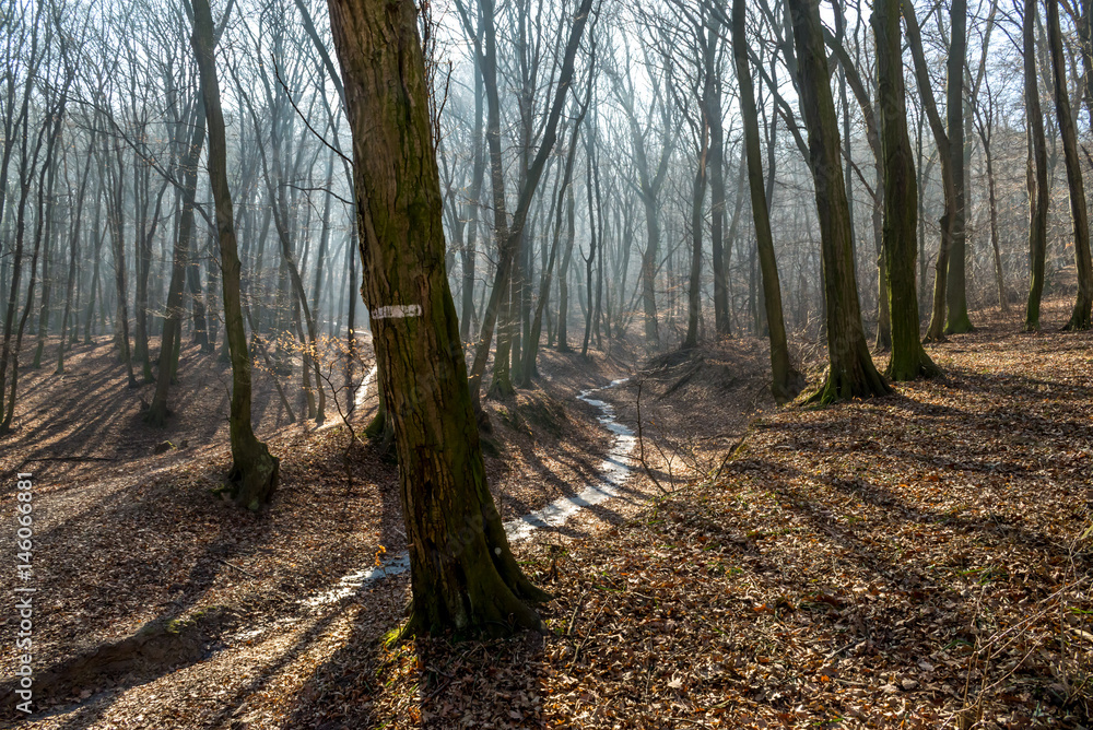 Frozen stream in huge trough in forest in late february (winter) with fog, sun beams and long tree shadows Frozen stream in huge trough in forest in late february (winter) with fog, sun beams and long tree shadows