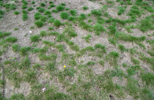 lawn in bad condition and need maintaining