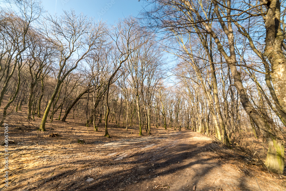 Wide forest road in middle of trees, at late february in winter weather Wide forest road in middle of trees, at late february in winter weather