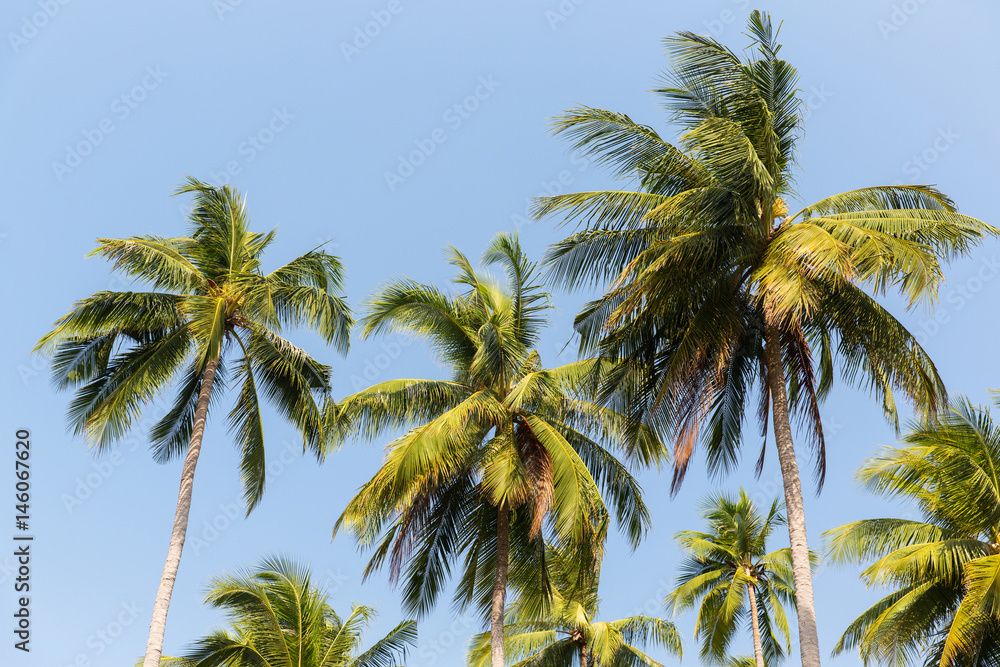 green palm trees ove blue sky